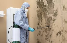 Why You Should Choose Our Mold Remediation Services in West Elmira, NY